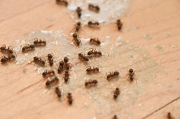 Best Pest Control Near Me  in Canadian, TX
